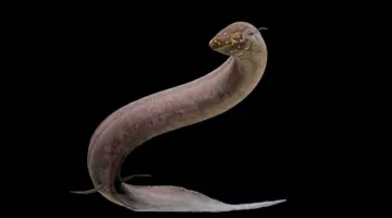 سمكة عجيبة تمتلك 30 ضعف جينوم البشر.. فهل يمنحها ذلك خصائص استثنائية؟ | علوم